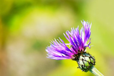 Dağdaki mor bir knapweed çiçeğinin yüzeysel odak noktası (Centaurea montana)