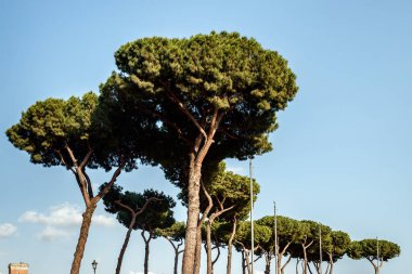 Roma 'daki selvi ağaçları gökyüzüne karşı