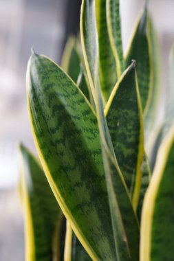 Sansevieria 'nın yeşil yaprakları