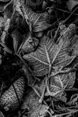 Kış yapraklarının detaylarının gri tonlu görüntüsü