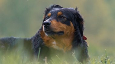 Yeşil bir bahçede güzel bir Avustralya çoban köpeğinin yakın çekimi.