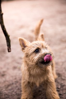 Küçük kahverengi bir Norwich teriyerinin dikey portresi.