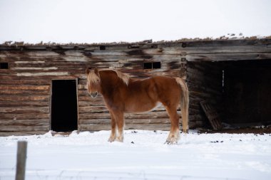 Güzel kahverengi evcil bir atın, kışın dışarıda beklerken izleyiciye bakışının yan görüntüsü.