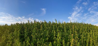Parlak bir gökyüzünün altında marihuana bitkileriyle büyük yeşil bir tarlanın panoramik görüntüsü.