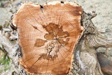 Taze kesilmiş kütüğün yakın çekimi. Üst görünüm.