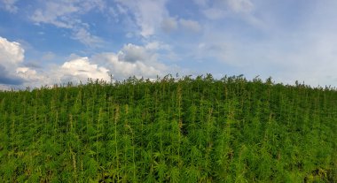 Ağaçlı ve yeşillikli güzel bir manzara.