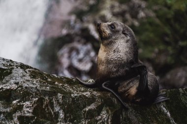 Bir Güney Amerika kürk foku (Arctocephalus australis)