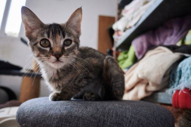 Sandalyedeki sevimli bir kedinin seçici odak noktası.