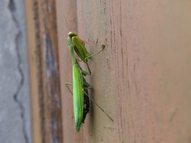 Avrupa peygamber devesine yakın çekim. Peygamber devesi dini.