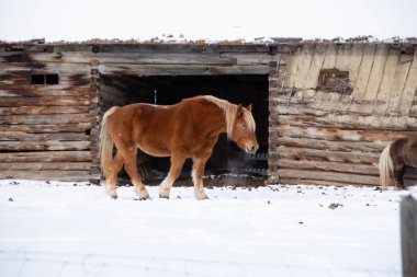 Kışın dışarıda yürüyen güzel kahverengi evcil bir atın yan görüntüsü.