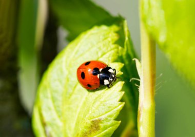 Yeşil yaprağın üzerinde sürünen küçük kırmızı uğur böceğinin yakın çekimi.