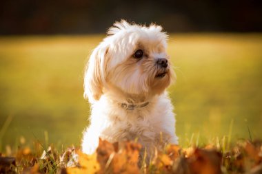 Yeşil zeminde turuncu yapraklı beyaz bir Maltese köpeğinin yakın plan fotoğrafı.