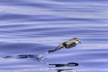 Beyaz yüzlü fırtına Petrel (Pelagodroma marinası) 