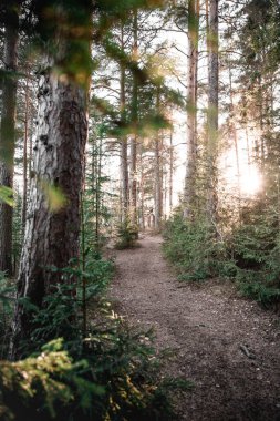 Gün batımında ormanda güzel bir patika görüntüsü.
