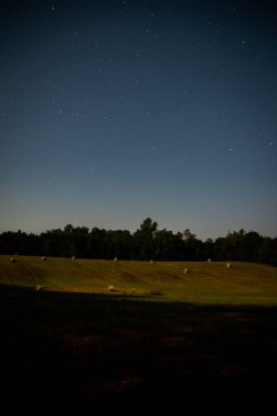 Gökyüzünün altında yıldızlarla dolu sarı bir tarlanın fotoğrafı.