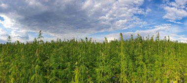 Bitmeyen bir kenevir tarlasının panoramik görüntüsü.