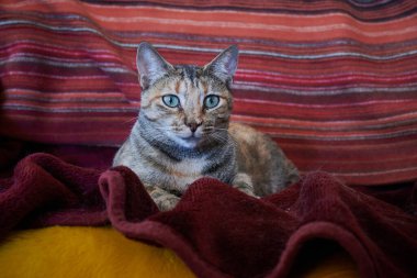 Battaniyenin üzerinde dinlenen sevimli gri kedinin yakın çekimi..