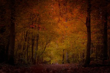 Parlak turuncu sonbahar ağaçlarıyla dolu yapraklı bir ormanın çarpıcı manzarası.