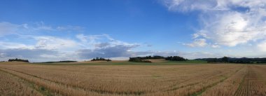 Bulutlu bir gökyüzünün altında kurumuş otların panoramik görüntüsü