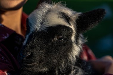 Küçük bir keçinin yakın çekimi.