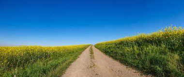 Tarım arazisinin ortasındaki toprak bir yolun panoramik görüntüsü..