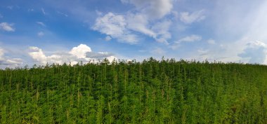 Güneşli bir günde kenevir tarlasının güzel manzarası