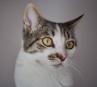 Gri arka planda izole edilmiş bir kedinin yakın plan çekimi.