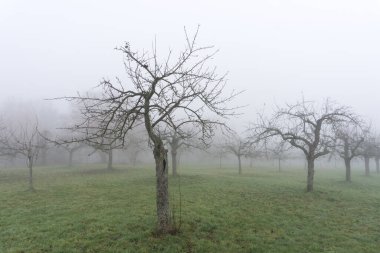 Darmstadt 'ın arka planında yoğun sis ve diğer ağaçlarla birlikte kışın çıplak bir ağacın fotoğrafı.