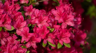 Bulanık arka planda canlı pembe rhododendron çiçekleri