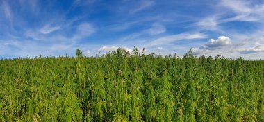 Bitmeyen bir kenevir tarlasının panoramik görüntüsü.