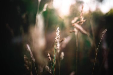 Tarlada seçici bir ot