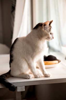 Pencere kenarında oturup pencereden dışarı bakan bir kedinin dikey görüntüsü.