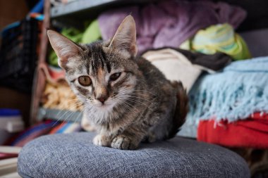 Şirin gri bir kedi yavrusunun yakın çekimi.