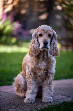Bir Amerikan Cocker Spaniel köpeğinin dikey çekimi.