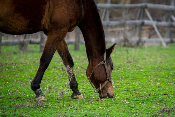 Hermoso Tiro Caballo Campo Durante Día — Foto de Stock