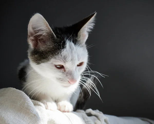 Nahaufnahme Foto Der Weißen Katze Auf Dem Bett Liegend — Stockfoto
