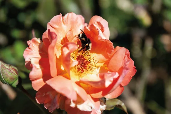 Ένα Κοντινό Πλάνο Μιας Μέλισσας Που Συλλέγει Γύρη Ένα Ροζ — Φωτογραφία Αρχείου