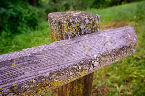 Detailní Záběr Starý Dřevěný Sloup Pokrytý Žlutým Mechem Krásném Zeleném — Stock fotografie