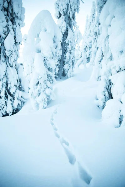 Una Vertical Sendero Entre Árboles Cubiertos Nieve Invierno Parque Nacional —  Fotos de Stock