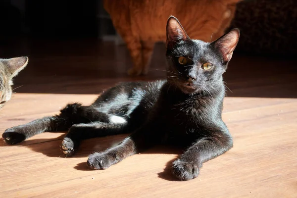 Close Shot Shorthair Black Cat Basking While Laying Floor House — Stock Photo, Image