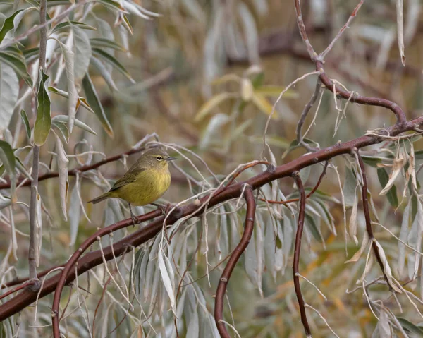 Closeup Shot Warbler Bird Perching Tree Branch Forest — Stock Photo, Image