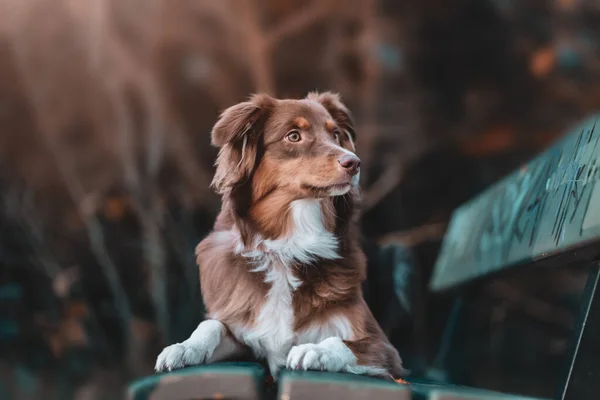 Een Portret Van Een Mooie Bruine Witte Australische Herdershond Poserend — Stockfoto