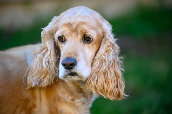 Amerikan Cocker Spaniel Köpeğinin Yakın Çekimi — Stok fotoğraf