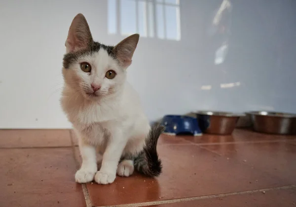 一只毛茸茸的白灰小猫的特写镜头 — 图库照片