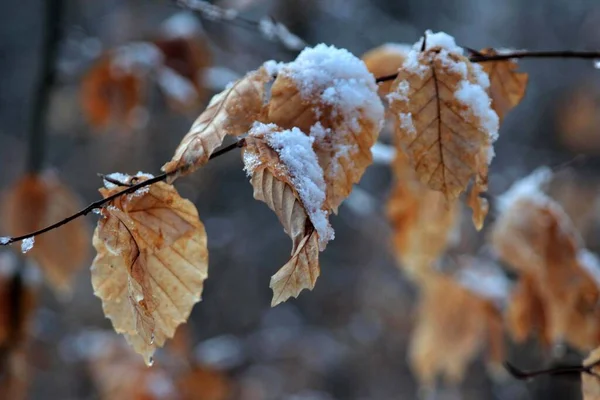 Ліс Німеччині Вкритий Снігом Гілка Коричневим Листям — стокове фото