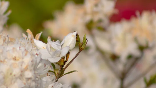 花园里一缕白樱花的特写 — 图库照片