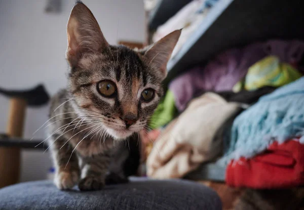 Primer Plano Lindo Gatito Gris — Foto de Stock