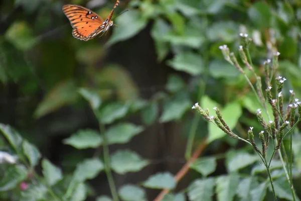 Primer Plano Lepidóptero Cerca Una Flor —  Fotos de Stock