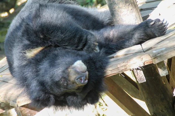 Primer Plano Lindo Oso Negro Envuelto Una Estructura Madera —  Fotos de Stock