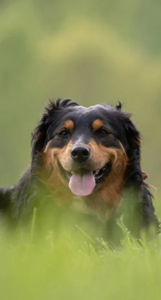 Ένα Κάθετο Πλάνο Ενός Όμορφου Αυστραλιανού Σκύλου Βοσκός Έναν Καταπράσινο — Φωτογραφία Αρχείου